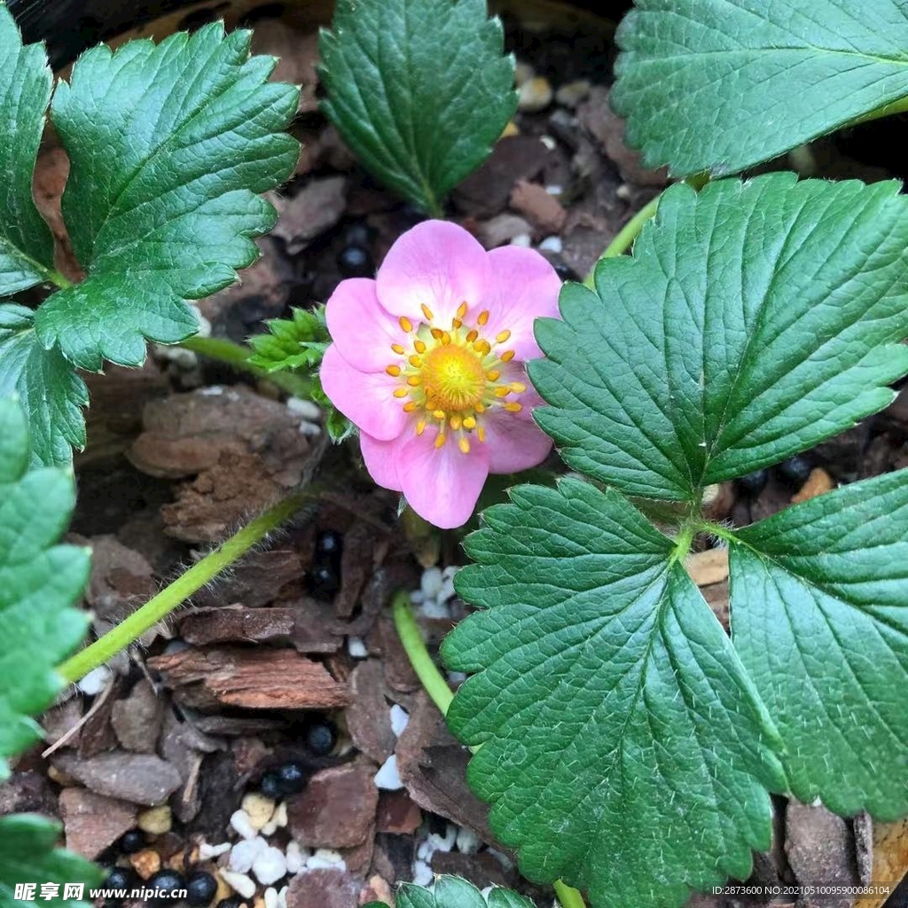 甜宝草莓生长记录 开花