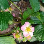 甜宝草莓 植物生长 开花 结果