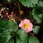 甜宝草莓 植物生长记录 开花 