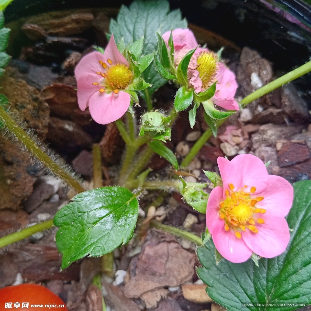 甜宝草莓 植物生长记录 开花 