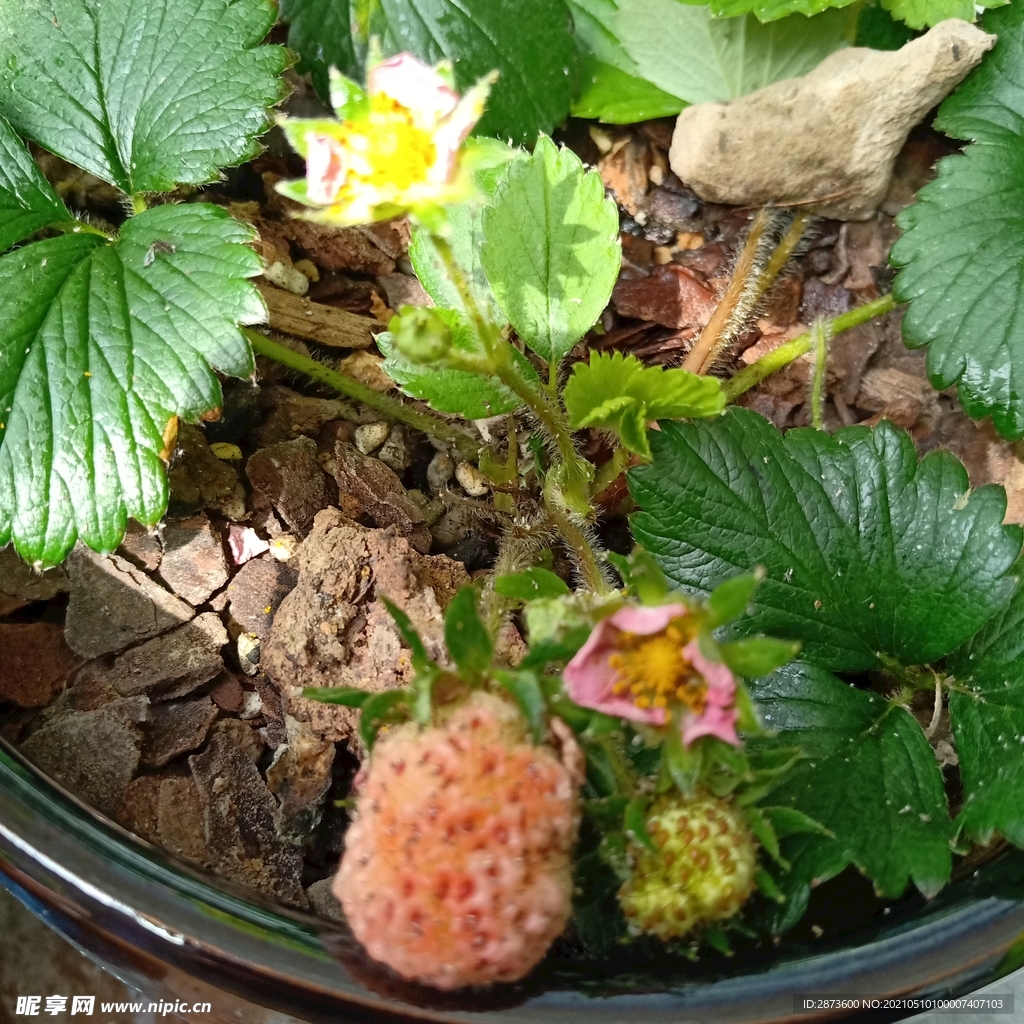 甜宝草莓 植物生长 结果过程