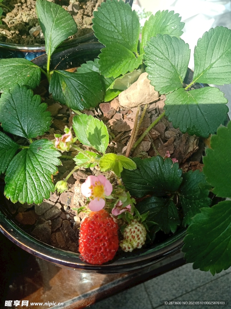甜宝草莓 植物生长记录