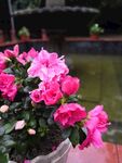 杜鹃花
