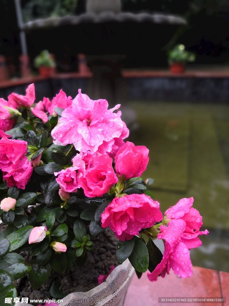 杜鹃花