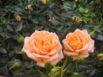 玫瑰花