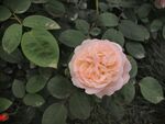 玫瑰花