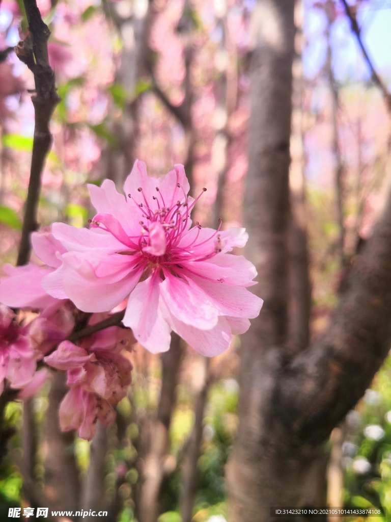 桃花