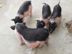 小香猪
