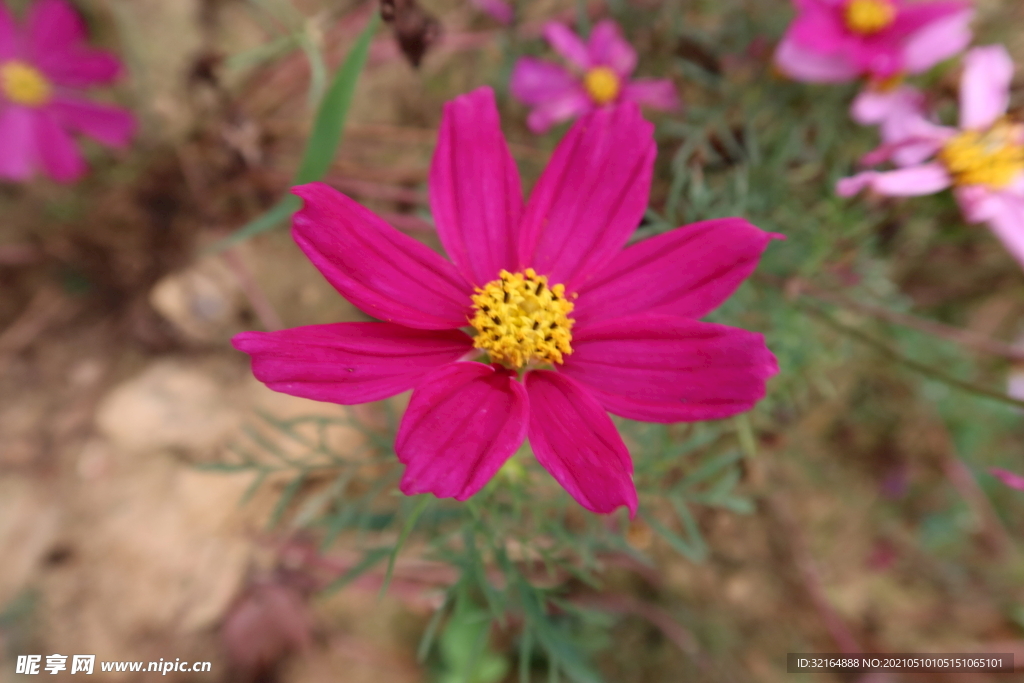 花
