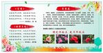 月季花简介 介绍