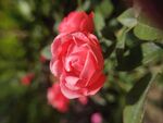 月季花