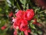 月季花