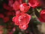月季花