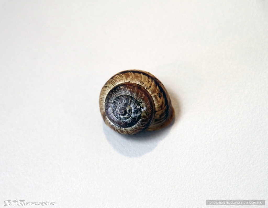 蜗牛             
