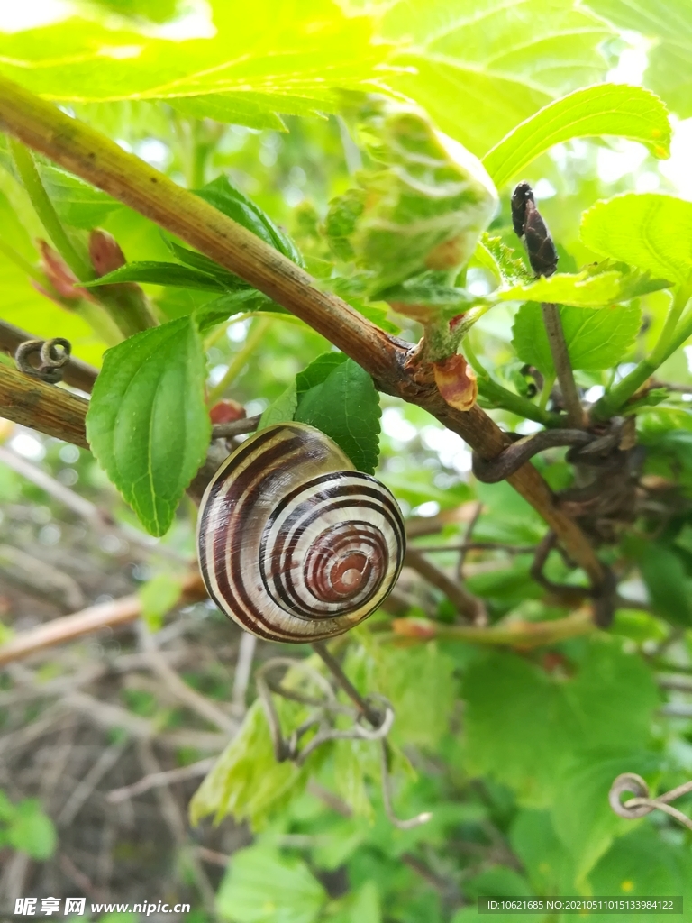 蜗牛             