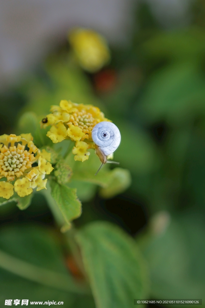 蜗牛             