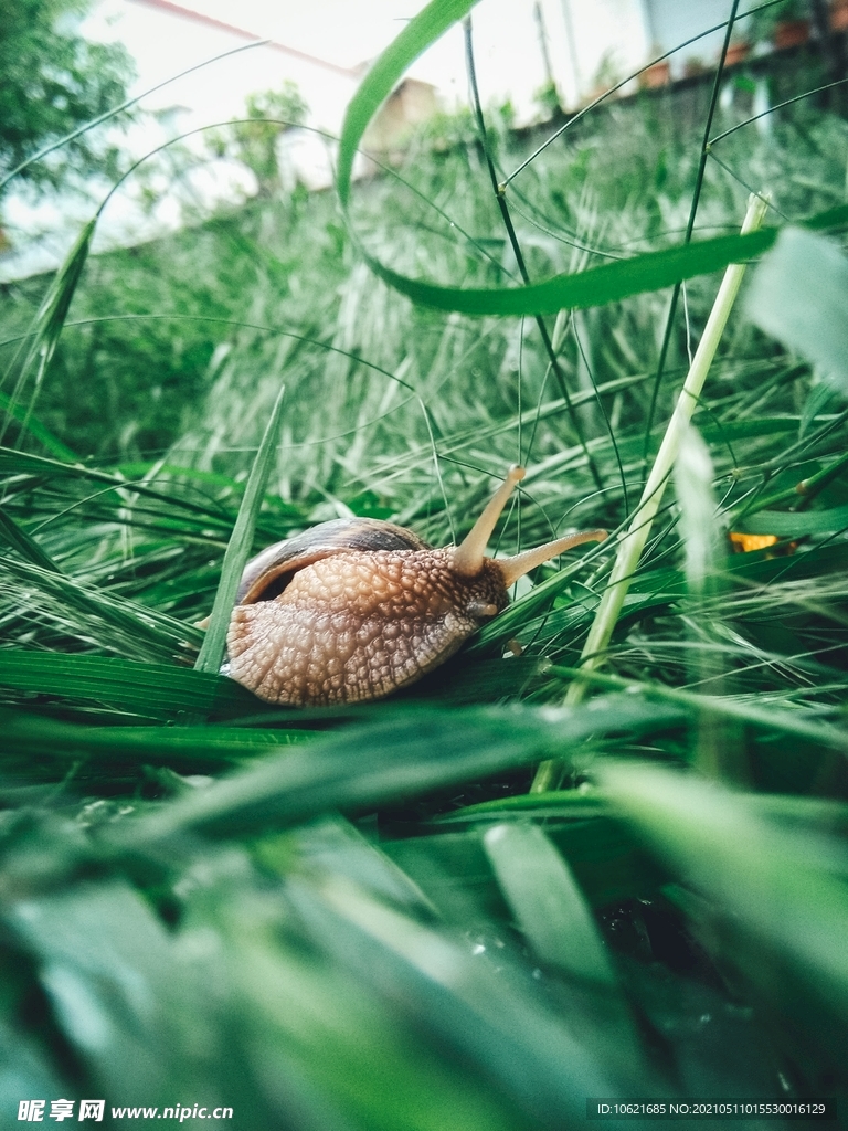 蜗牛             