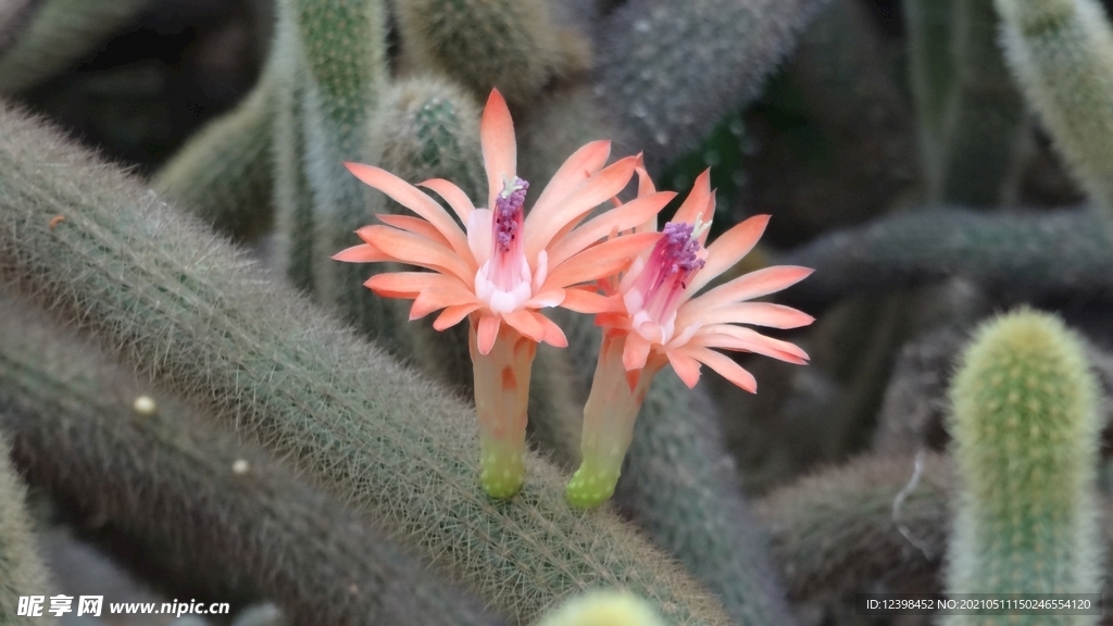 仙人掌花