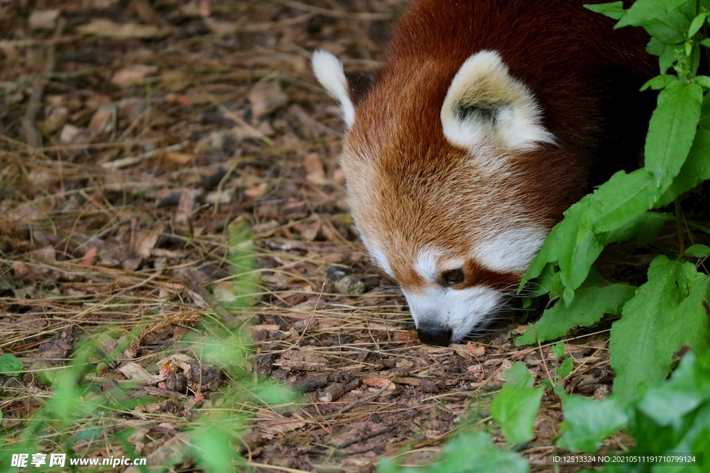 小熊猫