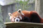 小熊猫