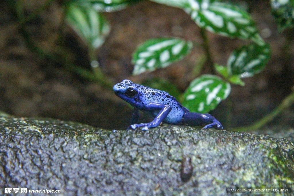 蓝蛙