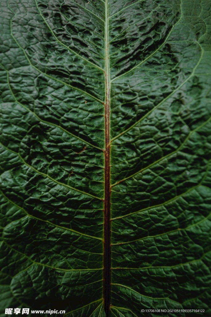 绿叶特写