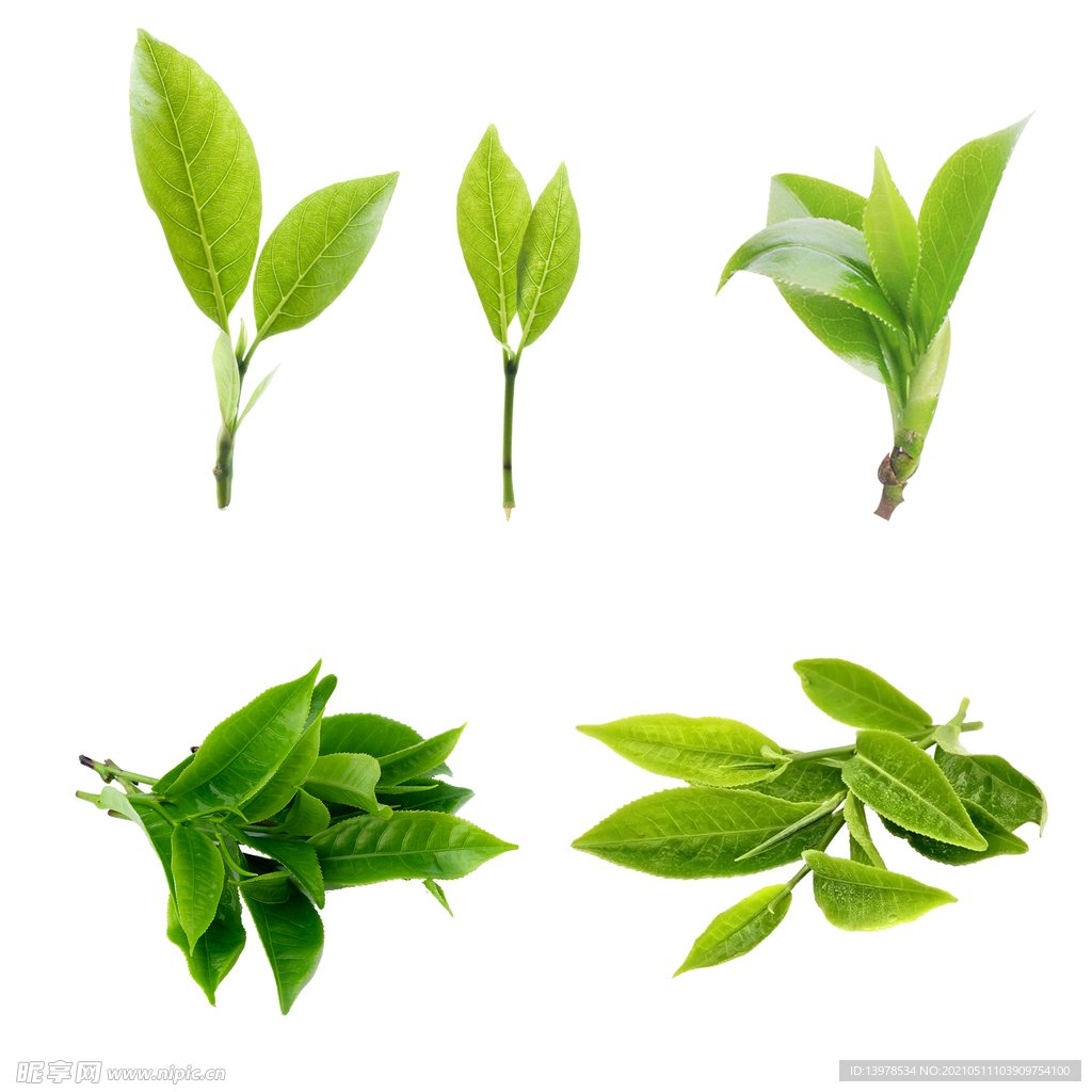 茶叶