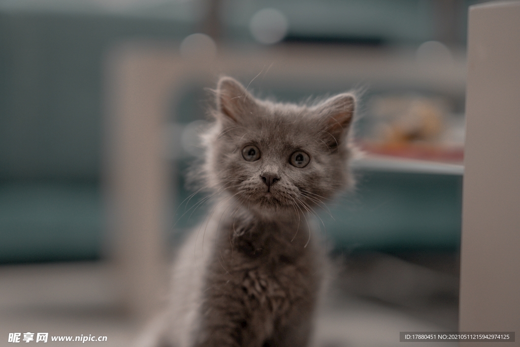 猫