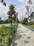 马路 
