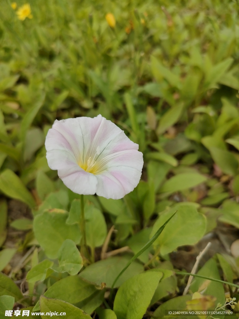 绿色草地上的粉色喇叭花