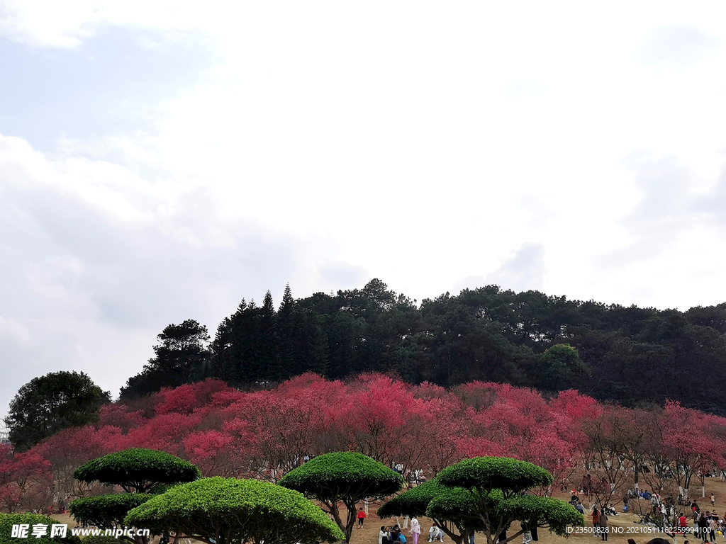 樱花