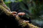 雨林蘑菇