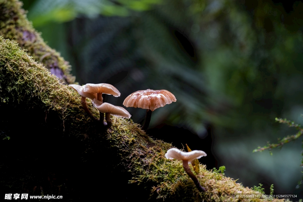 雨林蘑菇
