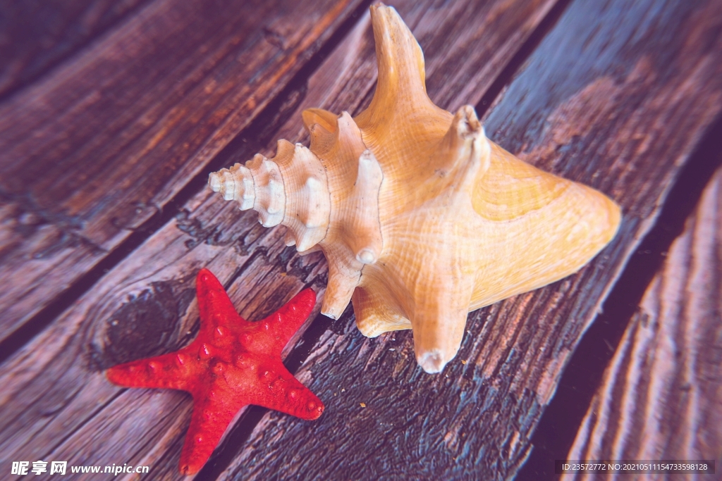 海星贝壳