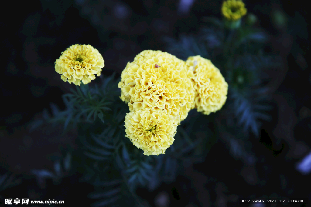 小黄花