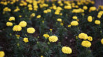 小菊花