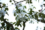 小花
