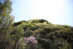 山林