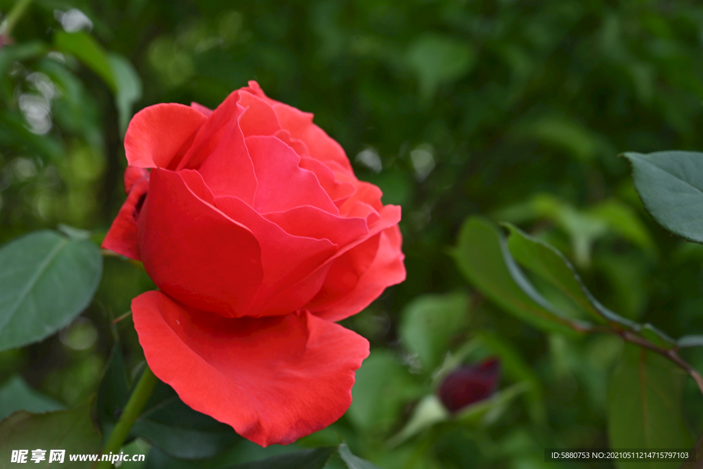 月季花