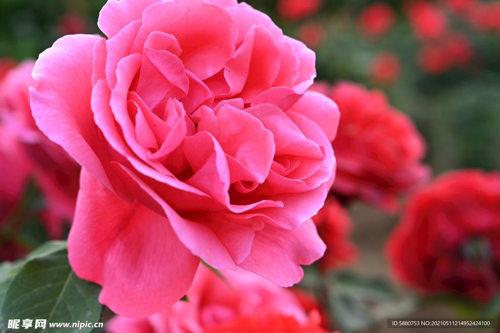 月季花