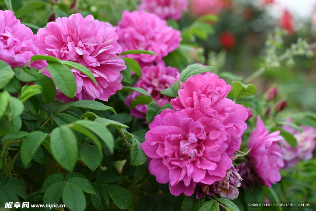 月季花