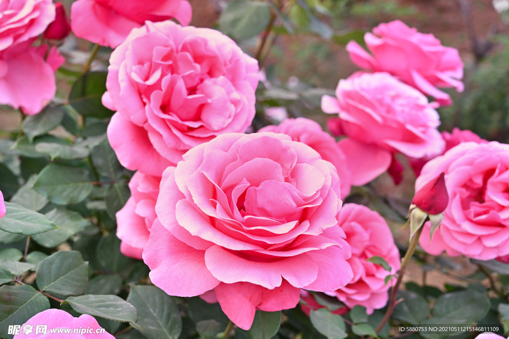 月季花
