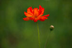 菊