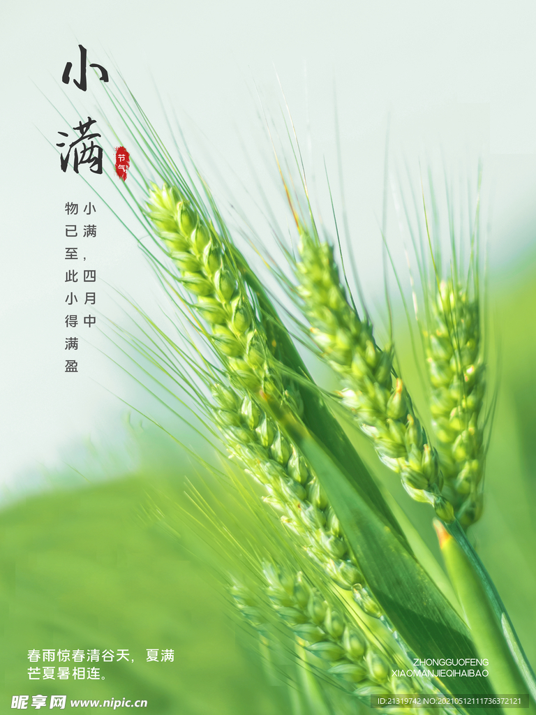 小满节气清新简约海报  