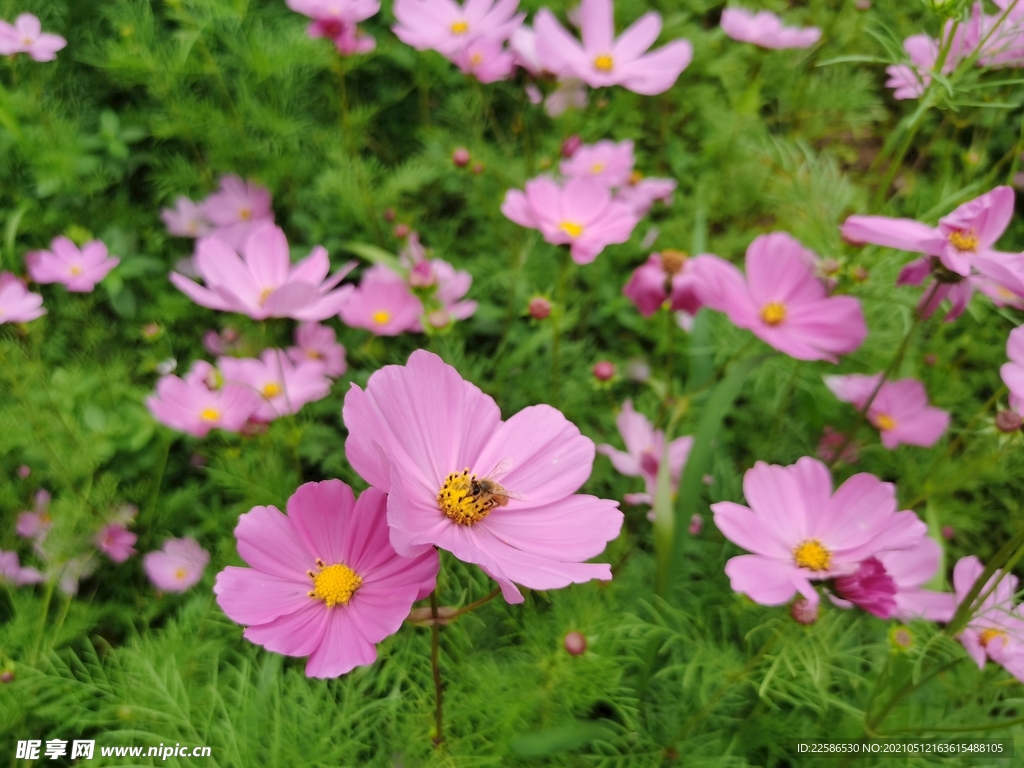 格桑花