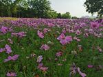 格桑花