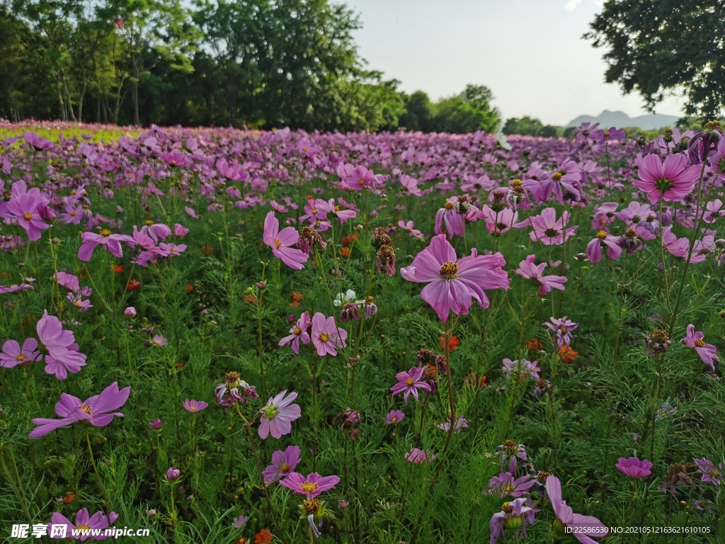 格桑花