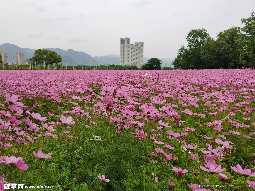 格桑花