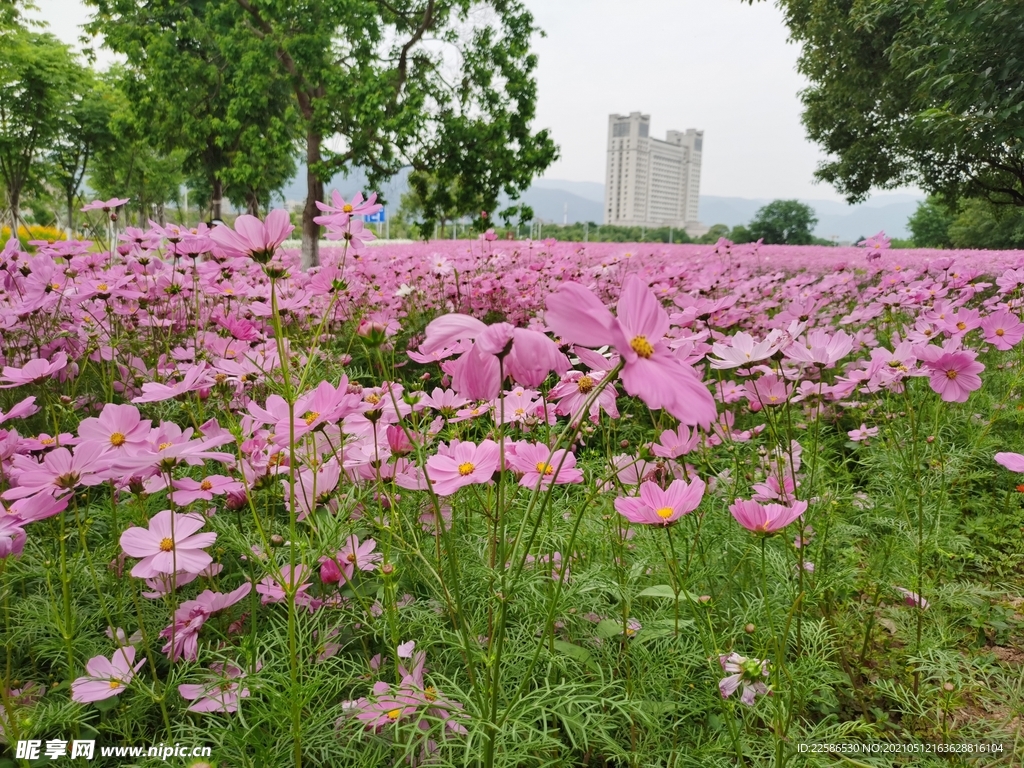 格桑花