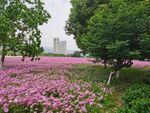 格桑花